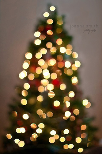 christmas tree photography