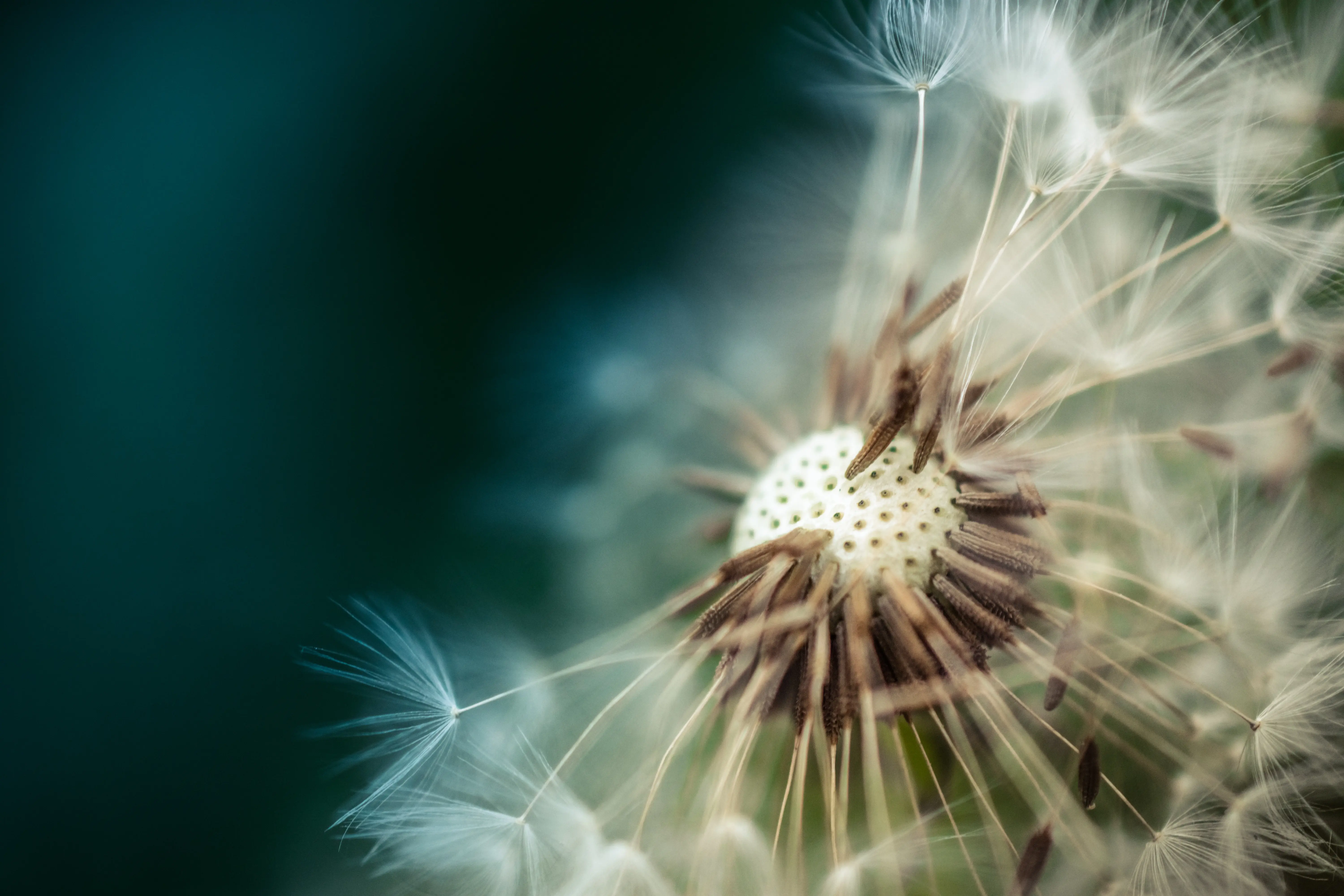 macro flower photography