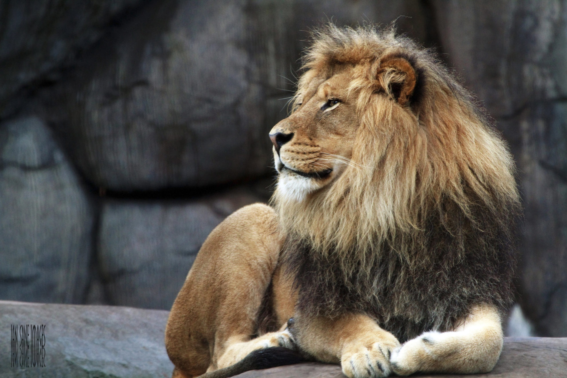 Где ниже лев. Спокойный Лев. Самый красивый Лев. Лев улыбается. Спокойствие Льва.