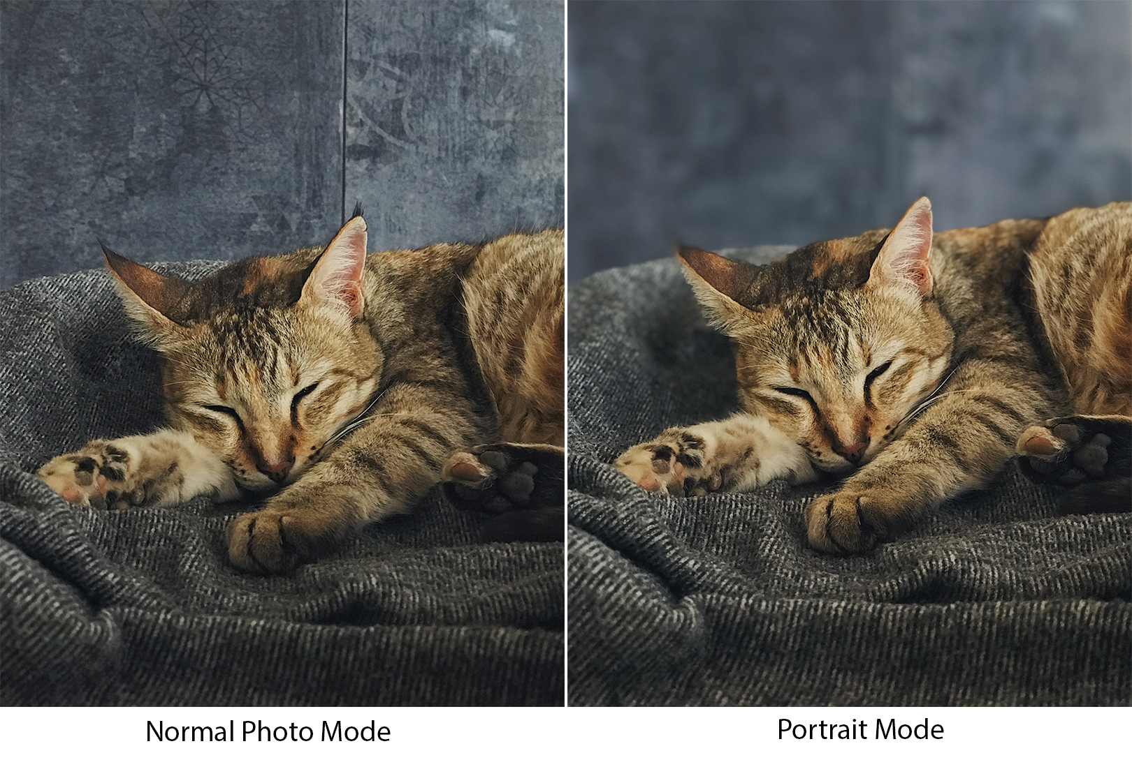 How To Blur A Photo Background On iPhone Or Android | Light Stalking